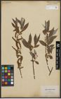 Foto von Salix alba L.